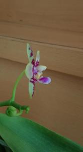 Phalaenopsis Malibu Heir-cornu-cervi-violacea