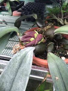 Bulbophyllum Herkules