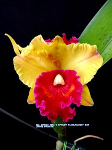 Rhyncholaeliocattleya Smiley Aoki