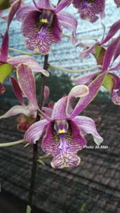 Dendrobium Relicts of Wira