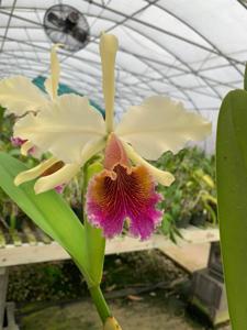 Cattleya Triumphans