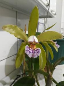 Cattleya JEM's Super Velutin