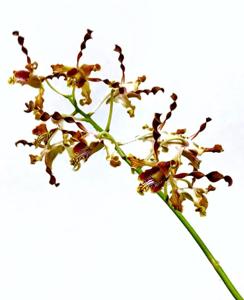 Dendrobium Constance