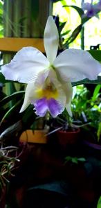 Cattleya Hint O'Blue