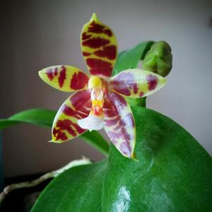 Phalaenopsis Mambo