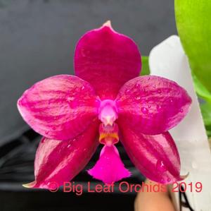 Phalaenopsis Helen Ng