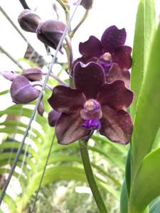 Vanda Motes Purple Rain