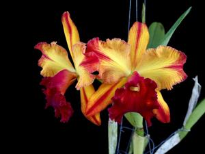 Rhyncholaeliocattleya Toshie Aoki