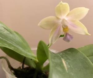 Phalaenopsis Arnel Tobia