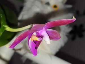 Phalaenopsis Violet Charm