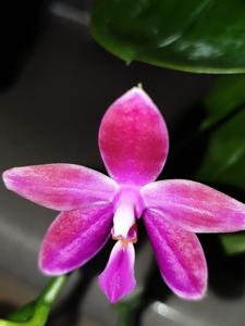 Phalaenopsis Violet Charm