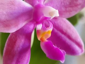 Phalaenopsis Violet Charm