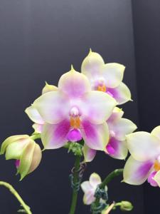 Phalaenopsis Penang Moonbright