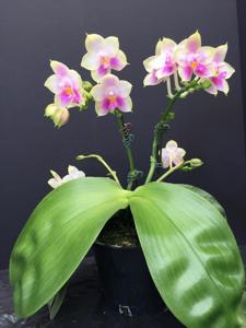 Phalaenopsis Penang Moonbright