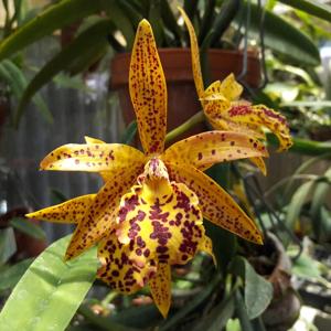 Brassocattleya Rustic Spots