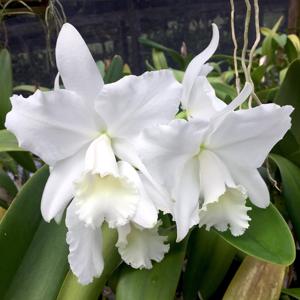 Cattleya Hawaiian Wedding Song