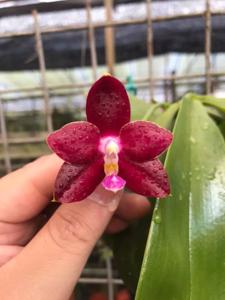 Phalaenopsis Mel's Gentle T-Rex