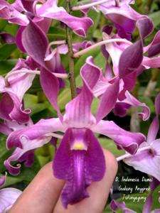 Dendrobium Indonesia Damai