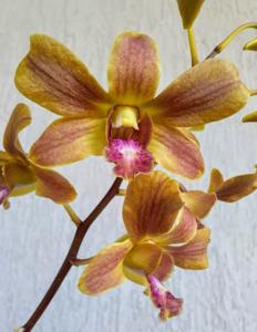 Dendrobium Brown Derby-lasianthera