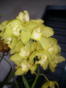 Cymbidium Donovan