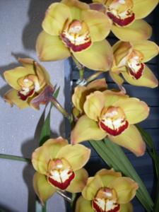 Cymbidium Dori Merchán