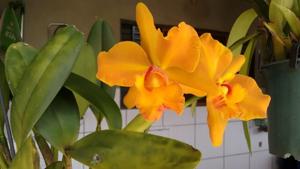 Rhyncattleanthe Haw Yuan Gold-Gold Digger