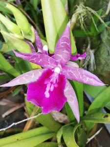 Miltonia Lucille Gibson