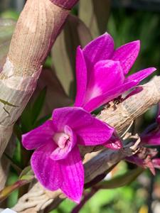 Dendrobium Victoria Pinky