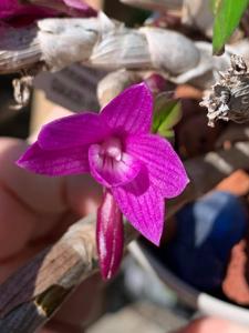 Dendrobium Victoria Pinky