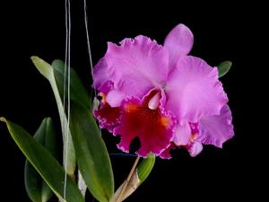 Rhyncholaeliocattleya Phet Ratsima