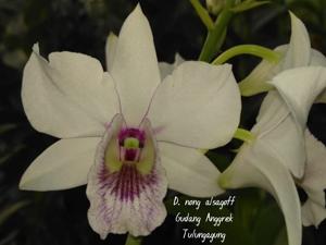 Dendrobium Nong Alsagoff