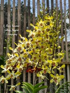 Dendrobium Batu Bersinar