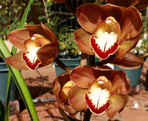 Cymbidium Mahogany Beauty