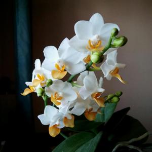 Phalaenopsis Liu's Triprince