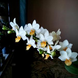 Phalaenopsis Liu's Triprince