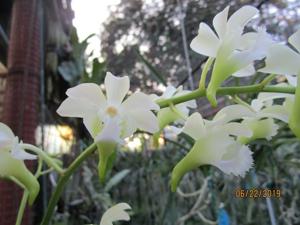 Aeridovanda Tzeng-Wen Happy