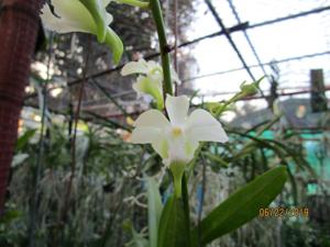 Aeridovanda Tzeng-Wen Happy