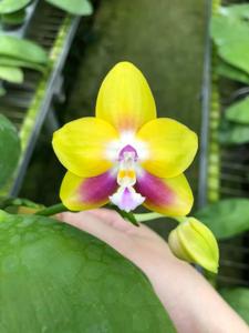 Phalaenopsis AL Green Apple