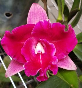 Rhyncholaeliocattleya Denis Roessiger