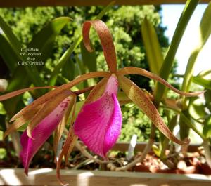 Brassocattleya Nodata