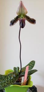 Paphiopedilum William Lewis