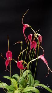 Masdevallia Machu Picchu