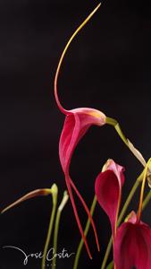 Masdevallia Machu Picchu