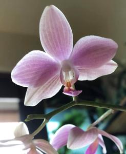 Phalaenopsis Sunday Java