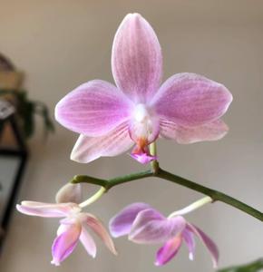 Phalaenopsis Sunday Java