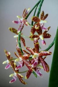 Phalaenopsis kunstleri-Macassar