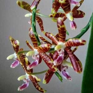 Phalaenopsis kunstleri-Macassar