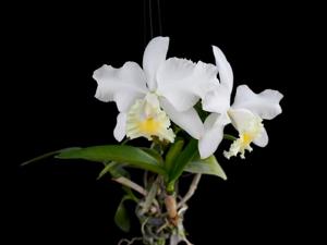 Cattleya Marjorie Hausermann