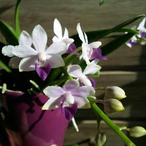 Phalaenopsis Tzu Chiang Sapphire