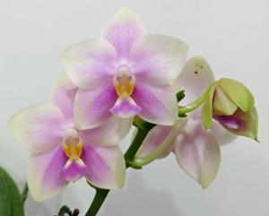 Phalaenopsis CTL Christopher